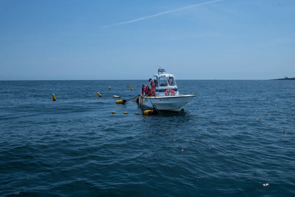 A research boat floats at UNE's kelp farm in May 2021