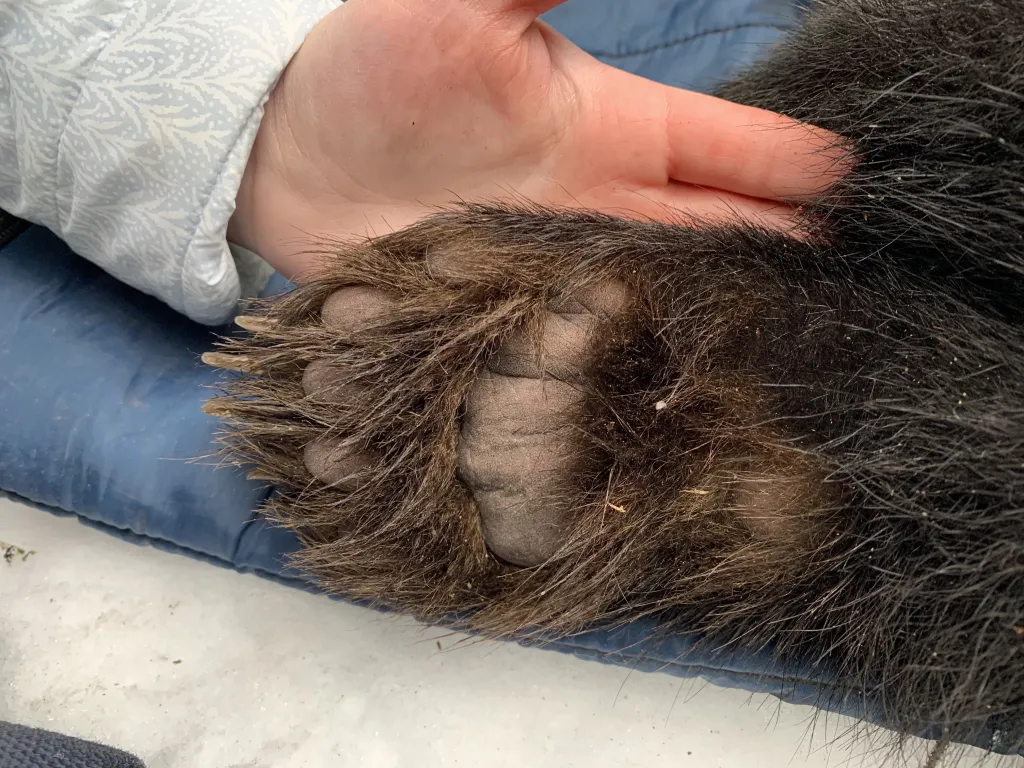 Hand vs paw