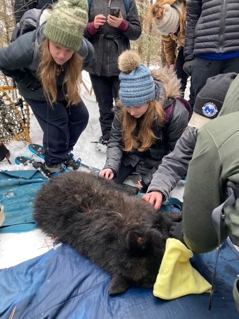 Students examine bear
