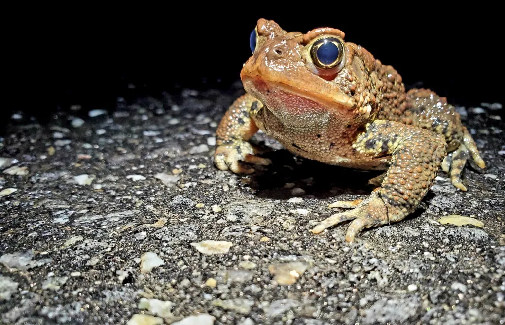 Frog