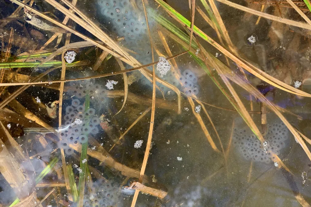 salamander egg mass