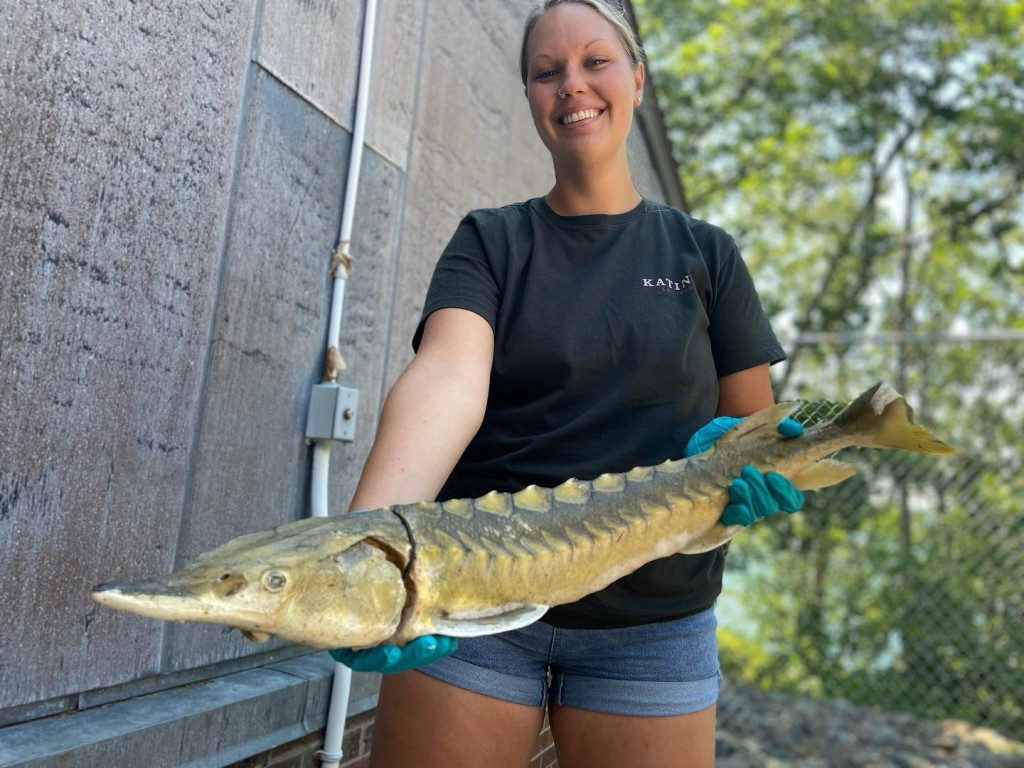 U N E student Alexa Cacacie holds a fish