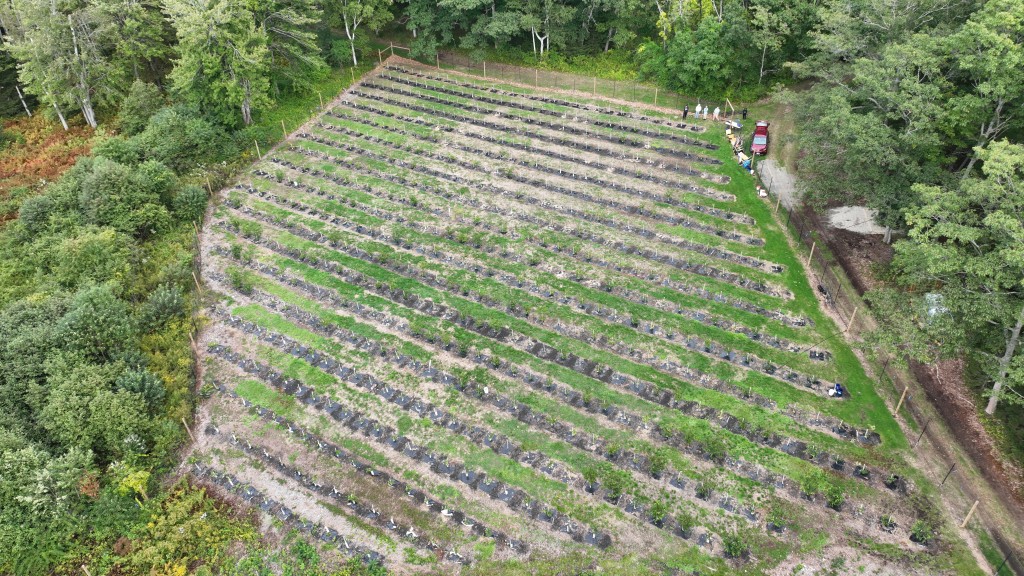 An aerial view of the transgenic American chestnut seedling orchard