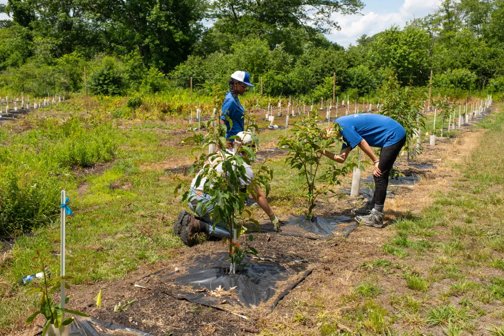 U N E students and faculty plant chestnut trees