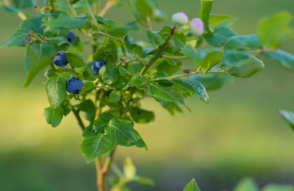 blueberries