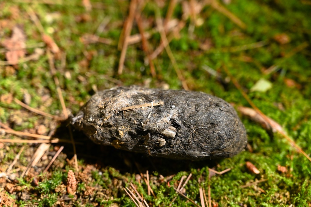 An owl pellet in the field.