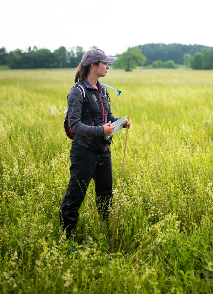 A student in a field for hands-on Bobolink bird research