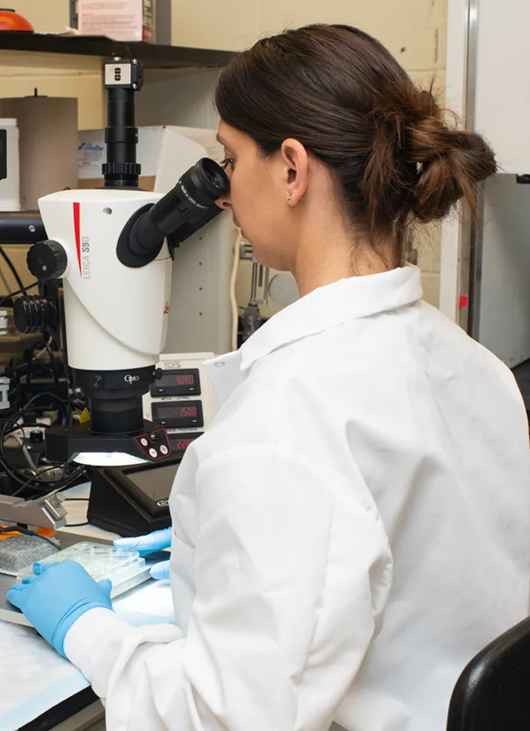 A student looks through a microscope