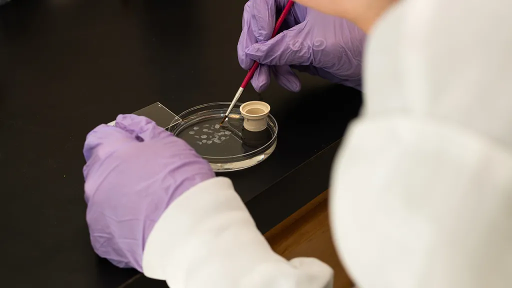 A close-up image of hands in purple latex gloves preparing a petri dish