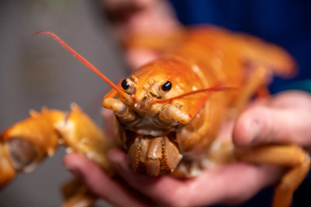 A close up of the orange lobster