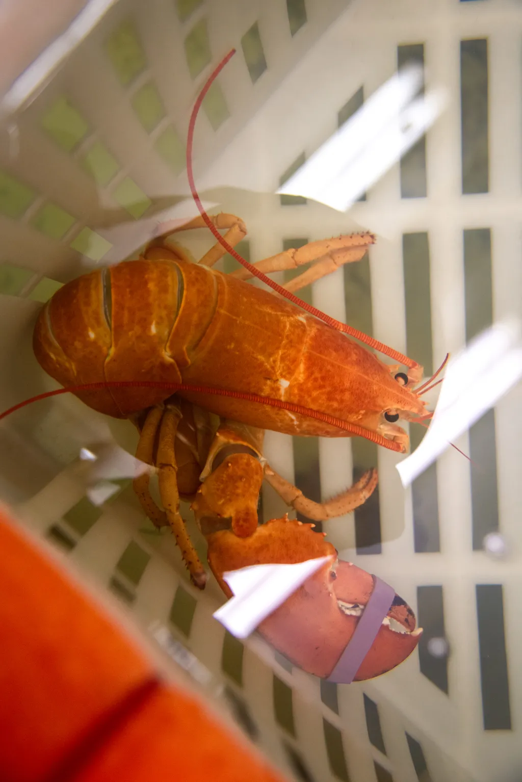 The orange lobster in her tank
