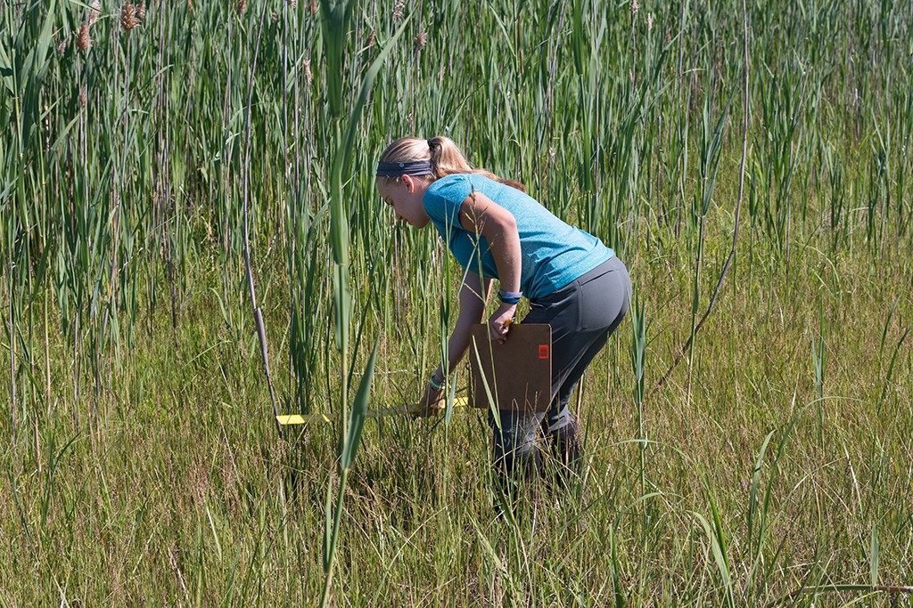 A student measuring grass in the field