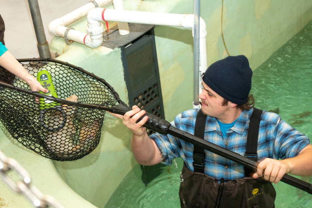 A student in waders stands in a marine science center lab pool as they hold up a net with a fish while another student uses a tag reader on the fish