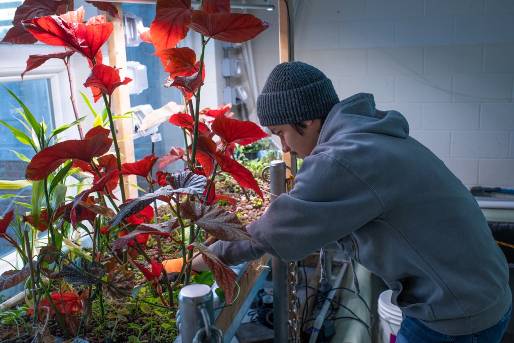 A student checking on tall, red aquatic plants