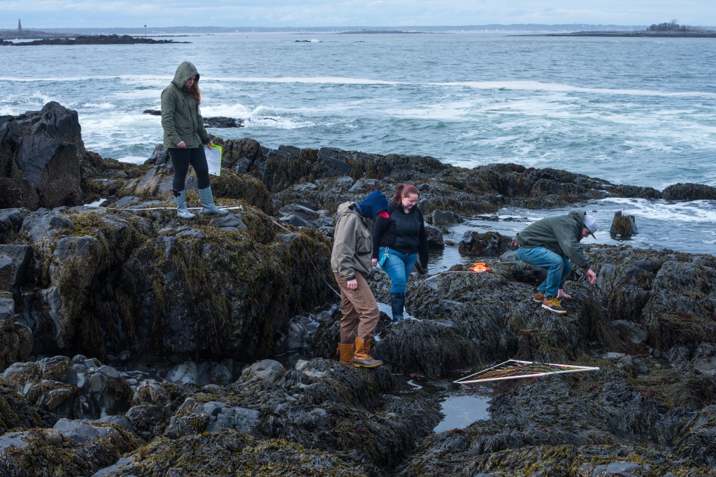 A group of marine science students studying tide pools of a rocky Maine shoreline