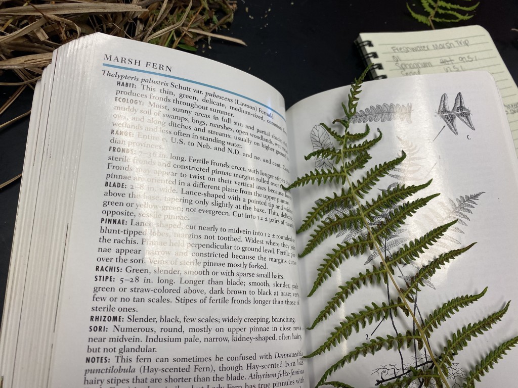 Plant displayed inside of text book