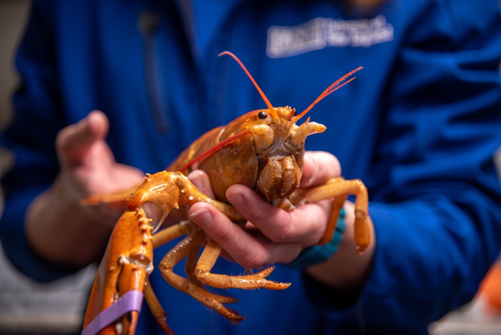 A UNE lab technician holds Peaches, a rare orange lobster