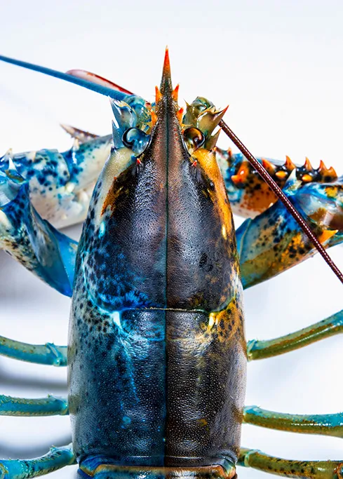 A close up of a blue and brown split lobster
