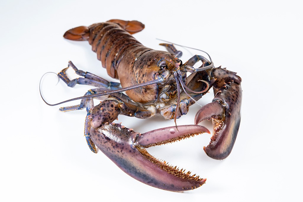 Photo of a purple lobster