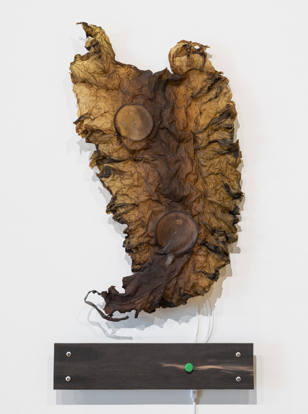 A piece of seaweed has been turned into an art display