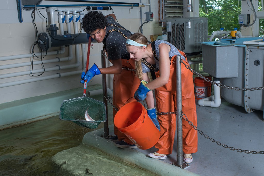 Two students in orange overalls catch fish with a skimmer net in the marine science center lab