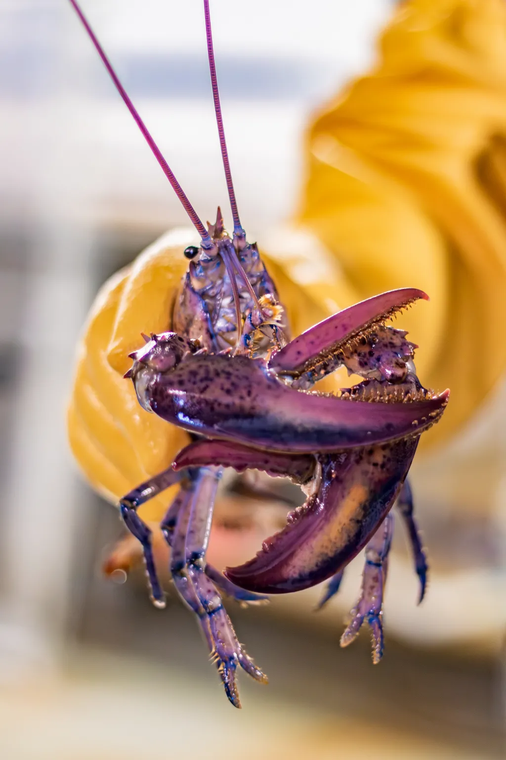 A lab assistant holds a rare purple lobster