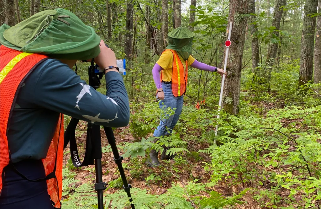 Two students wearing bug net hats measure the side of a tree trunk in a forest