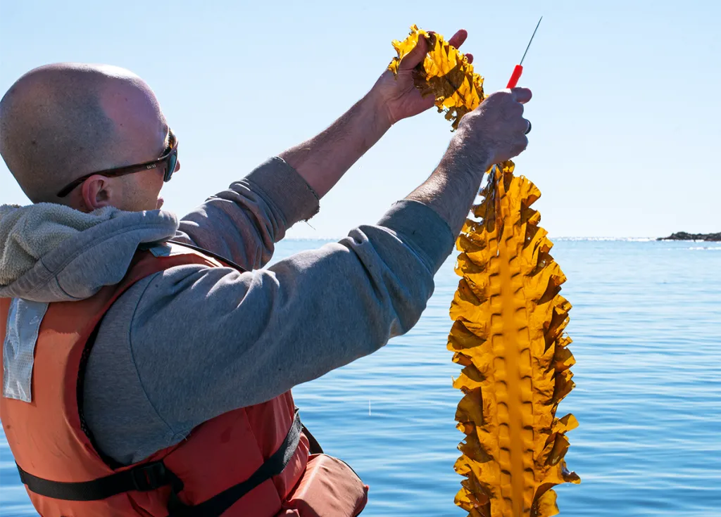 A marine science student in a life jacket holds up a piece of sea kelp over the ocean