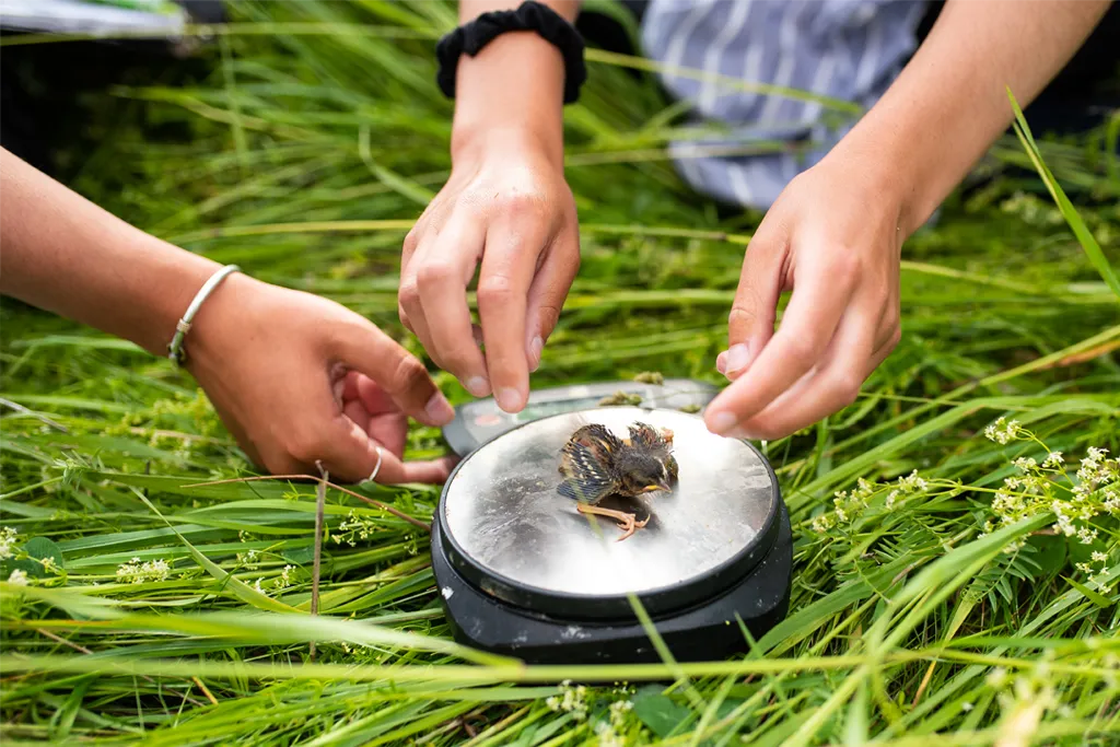 Hands reach toward a baby bird laying on a scale in the grass