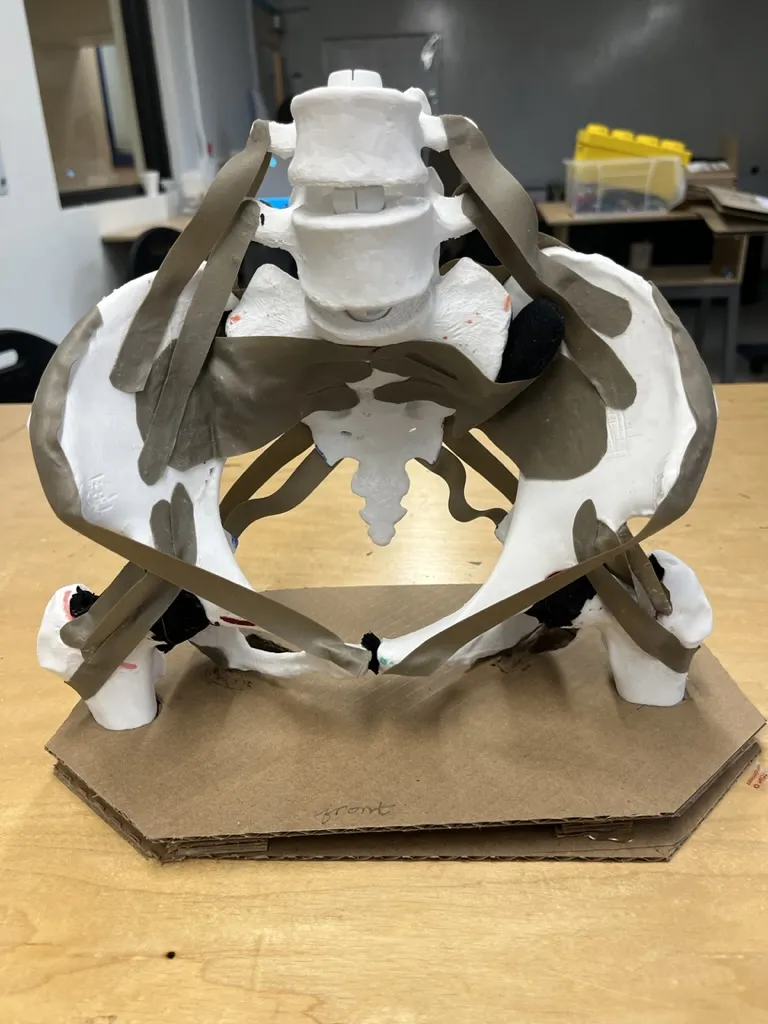 University of New England College of Osteopathic Medicine student Sarah Swanick  (D.O., ’28)  spent four months last year creating a 3D-printed anatomical model of the pelvis, lumbar spine and femur — not for a class or research project, but purely to understand pelvic anatomy more deeply. 