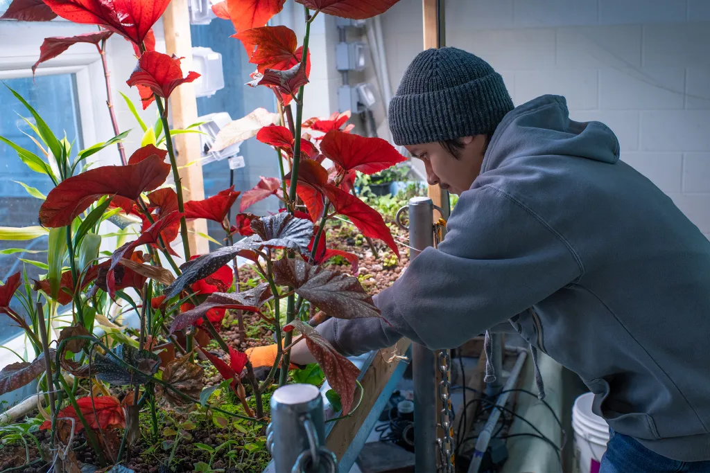 Student in a knit cap and hoodie tending to a bed filled with vibrant red-leaved plants in an aquaponics lab.