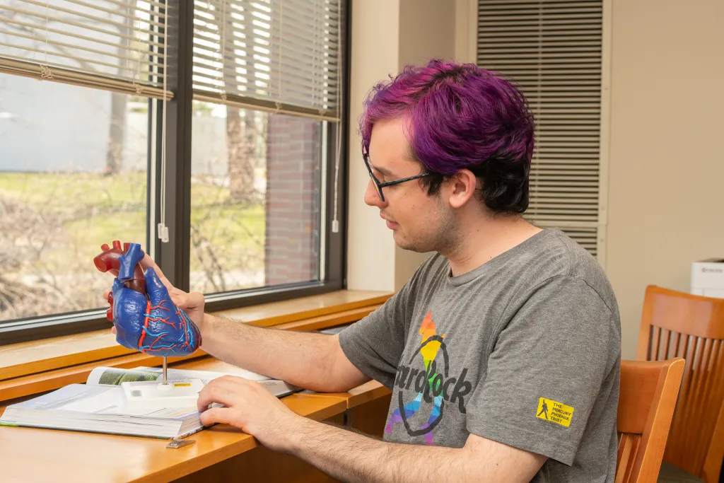 Student with purple hair studying an anatomical heart model at a desk near a window with textbooks and notes.