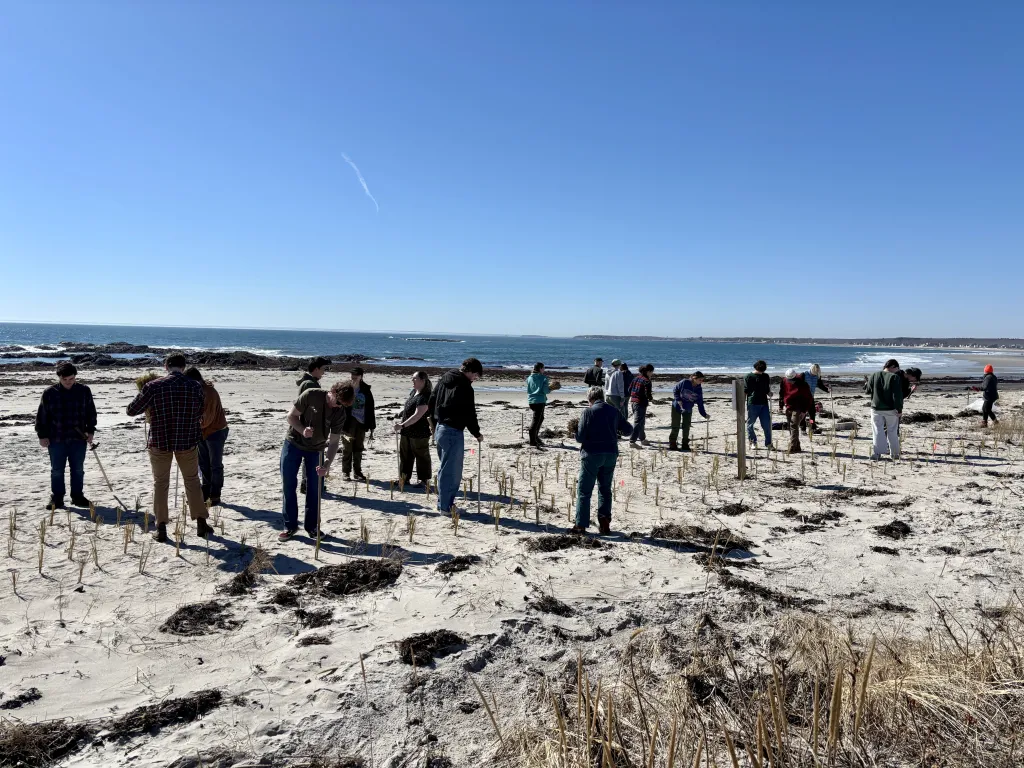 UNE students assist Biddeford conservation nonprofit in making local beaches more climate resilient 