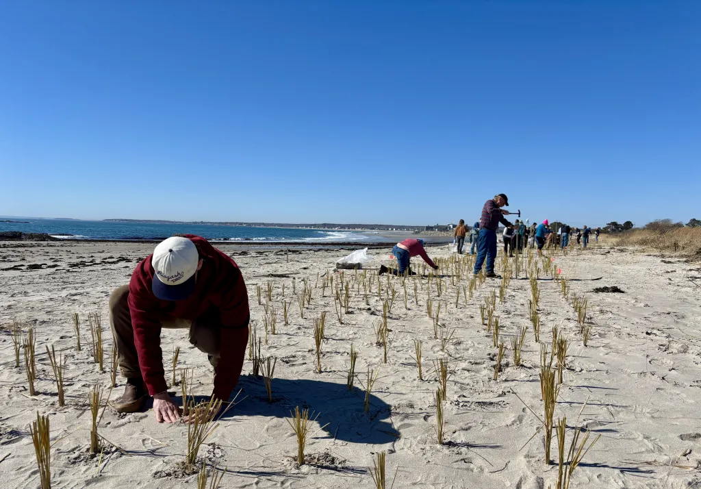 UNE students assist Biddeford conservation nonprofit in making local beaches more climate resilient 