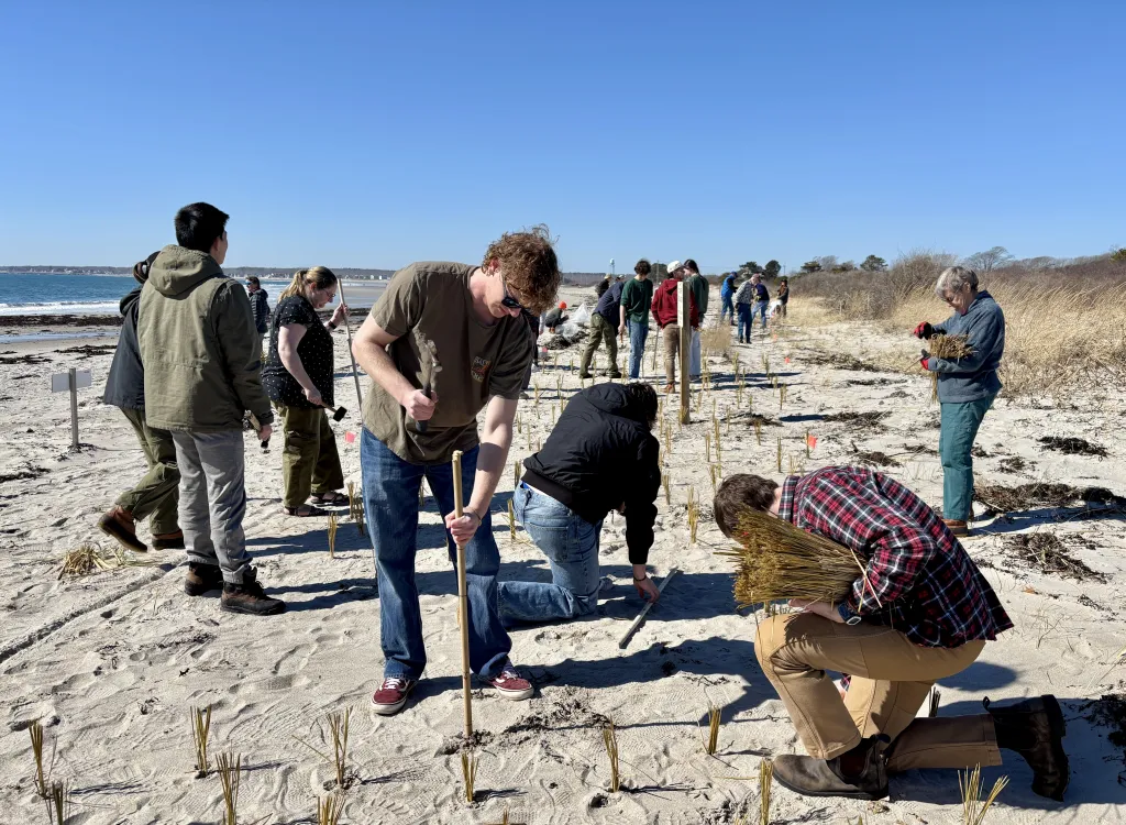 UNE students assist Biddeford conservation nonprofit in making local beaches more climate resilient 