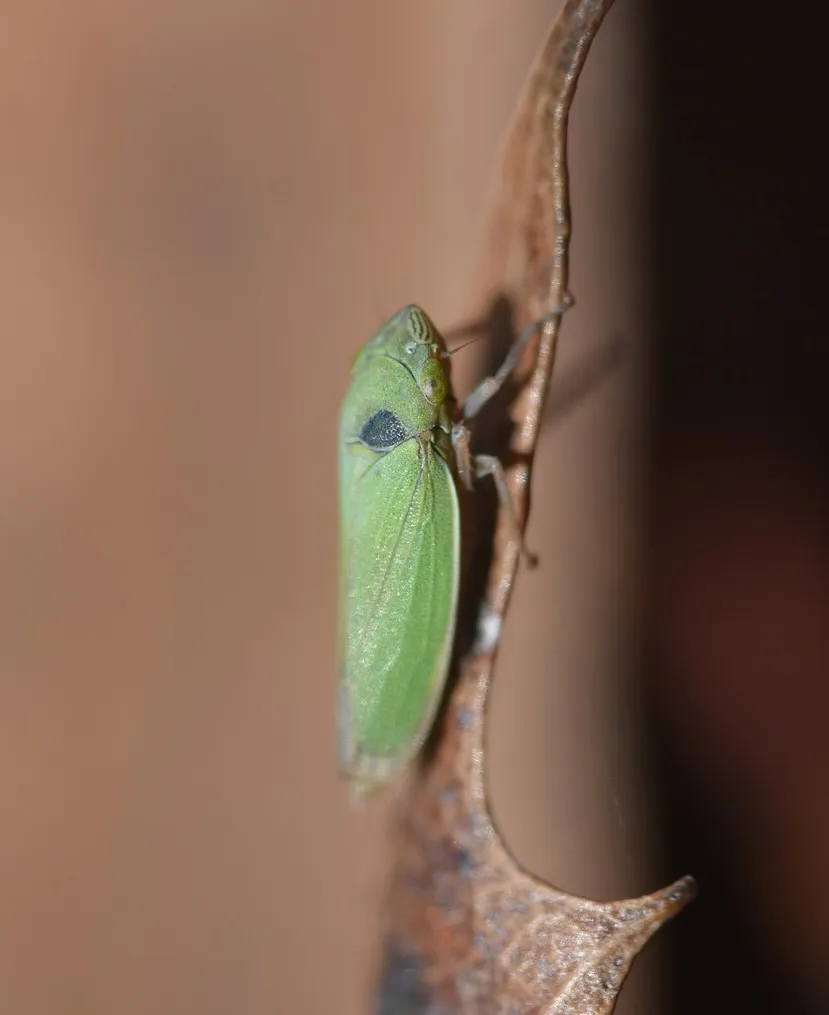 Bioblitz leafhopper