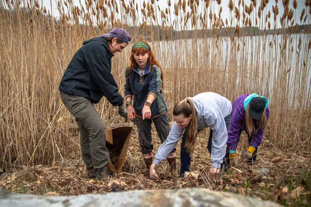 U N E climate adaptation students remove debris and invasive plants along a marsh shoreline as part of a living shoreline restoration project.