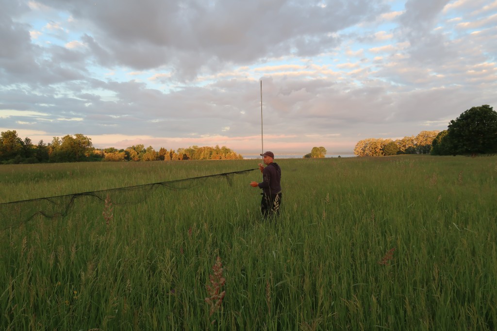 Noah Perlut sets up a net at sunrise to capture a bobolink and retrieve a tracking device attached to it