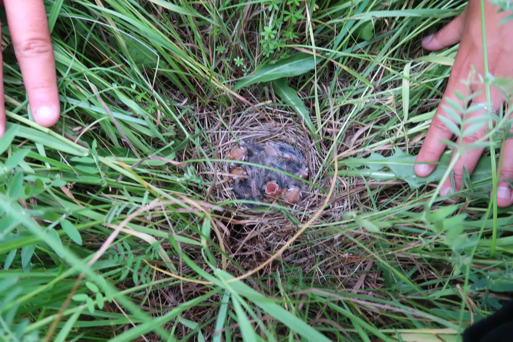 A nest filled with bobolink chicks is hidden deep in the Shelburne Farms hayfield