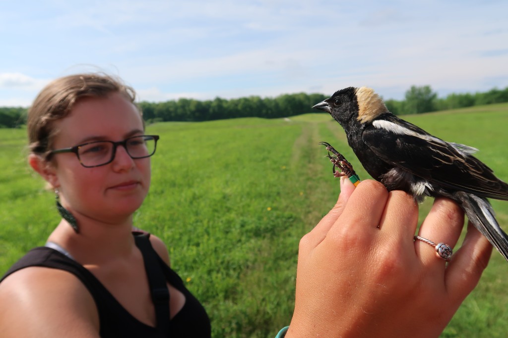 Graduate student Emma White about to release a male bobolink after gathering research data from it