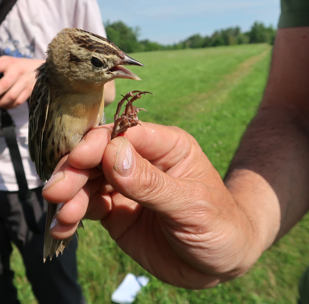 Noah Perlut is researching climate-induced changes in grassland bird migration