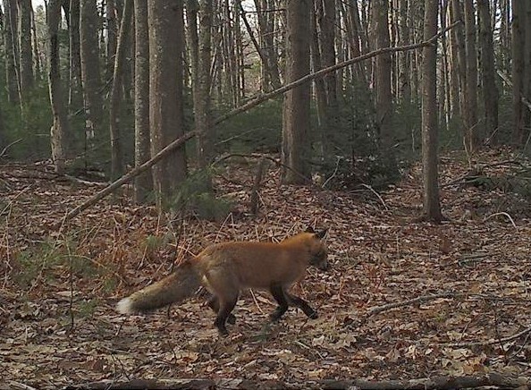 A red fox makes its way through the trail gap