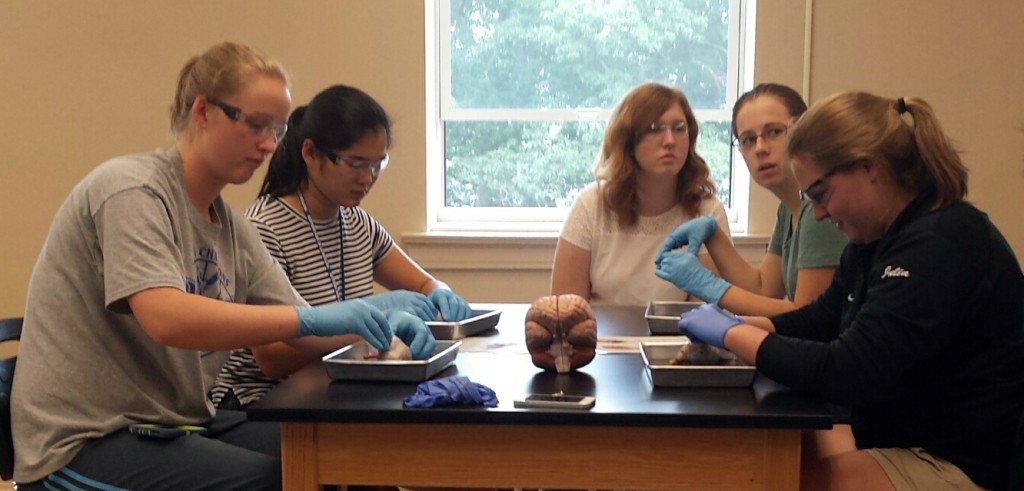 Heather Snook (center) looks on as Early College students in the Neuroscience program dissect sheep brains as part of a lab 