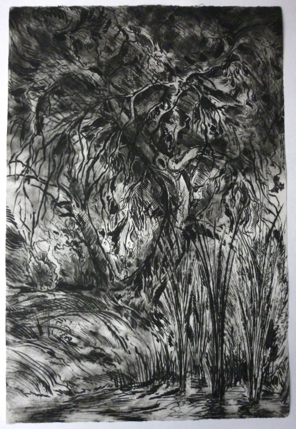 "Live Oak, Temecula, CA," drypoint print by Stephen Burt