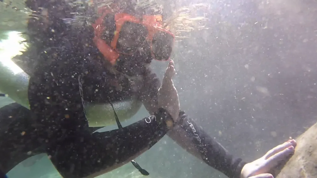 Ariella Danziger gets up close with a manatee