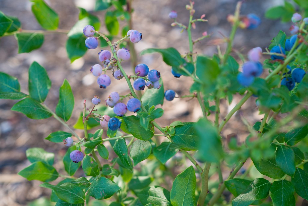 The blueberry bushes on campus offer a tasty Maine treat.