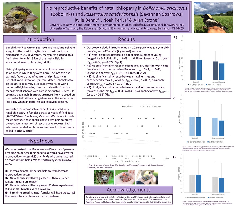 "No reproductive benefits of natal philopatry in Dolichonyx oryzivorus (Bobolinks) and Passerculus sandwichensis (Savannah Sparr