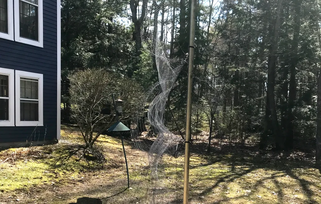 A chickadee is captured in a mist net set up in Noah Perlut's backyard