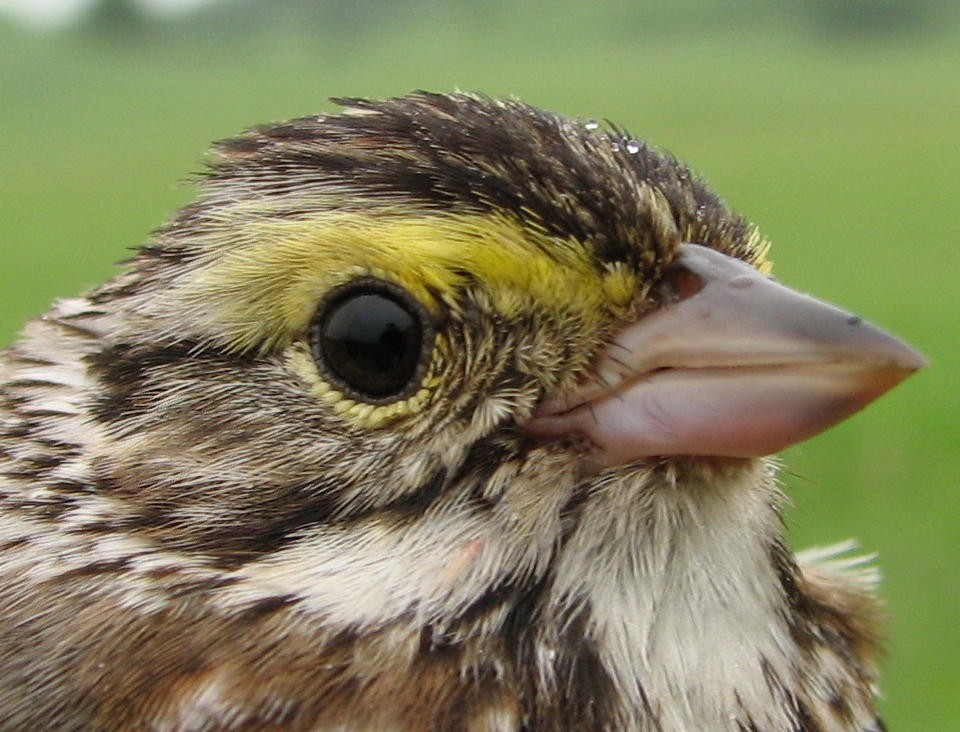 Cava studied how hayfield management effects the natural selection of a songbird species' body size and shape.