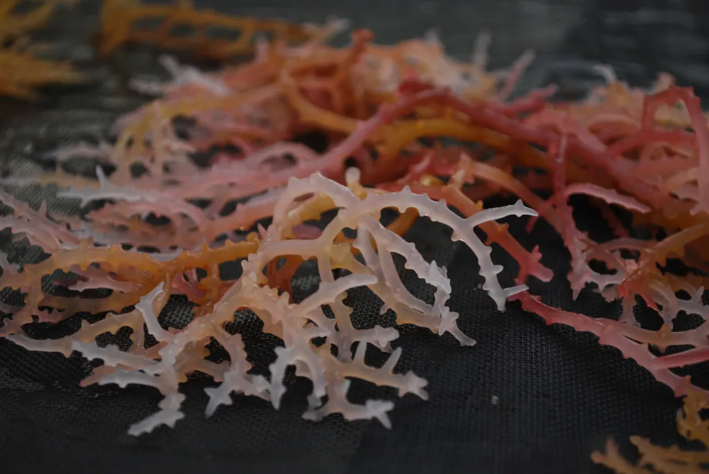 Farmed seaweed dries in the sun on Little Water Caye in Belize.